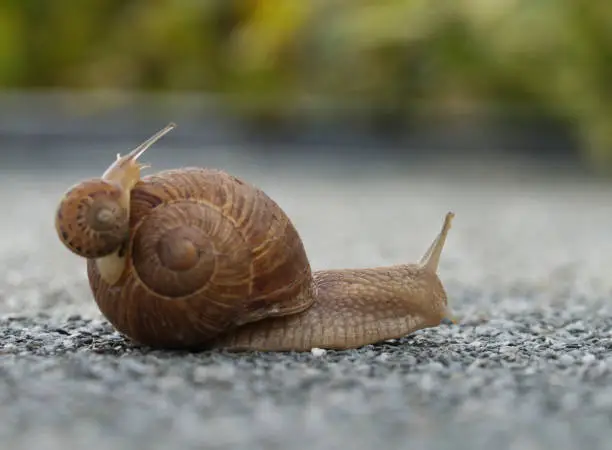 slak steekt straat over