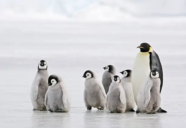 pinguins